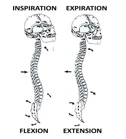 Respiration squelettique